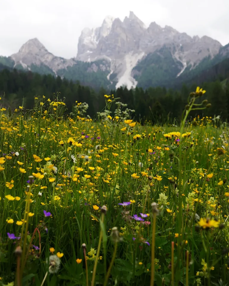 Nahaufnahme von bunten Wildblumen auf einer Almwiese in den Dolomiten.