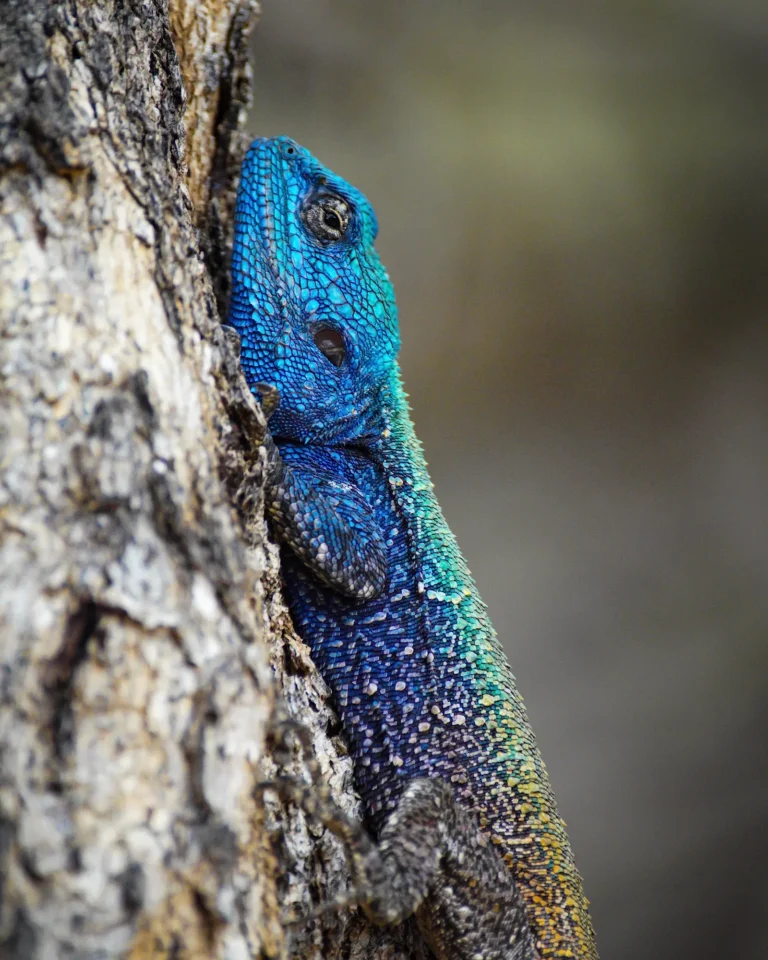 Close-up of a large blue chameleon on a tree at Mabula Game Lodge, South Africa.