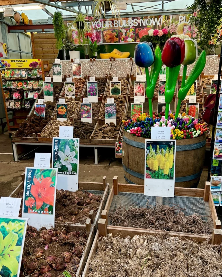 Verkaufsstand am Blumenmarkt Amsterdam mit vielen verschiedenen Tulpenzwiebeln.