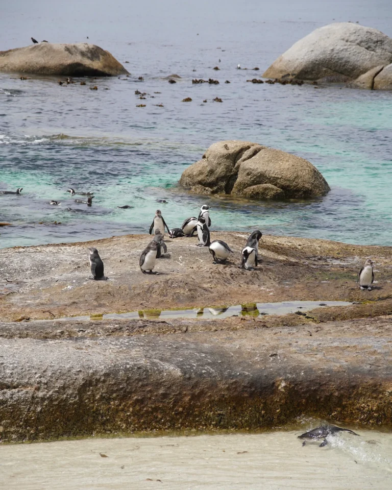 Bright blue ocean and large granite boulders at Boulders Beach with many penguins.