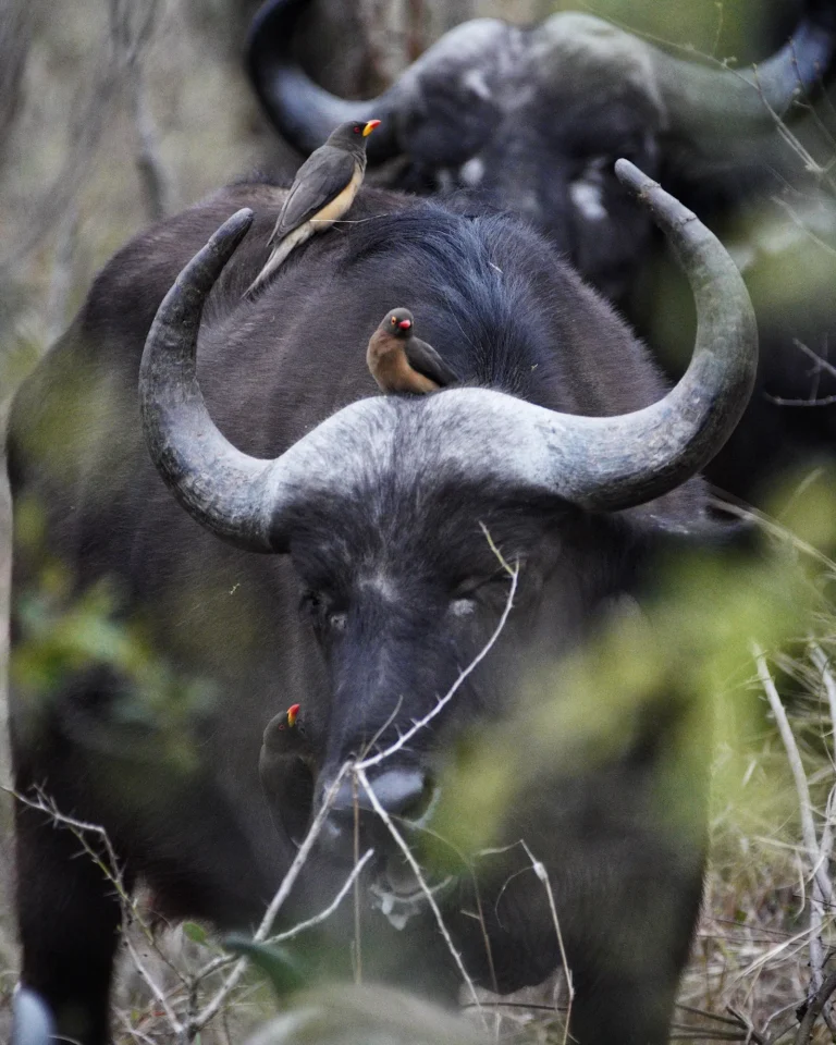Close-up of an African buffalo in Kruger National Park with two oxpecker birds sitting on its head.