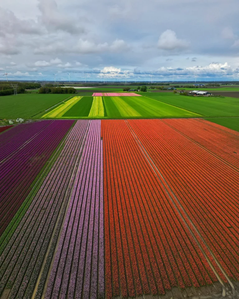 Draufsicht auf viele bunte Tulpenfelder in Orange, Lila, Pink und Gelb in den Niederlanden.