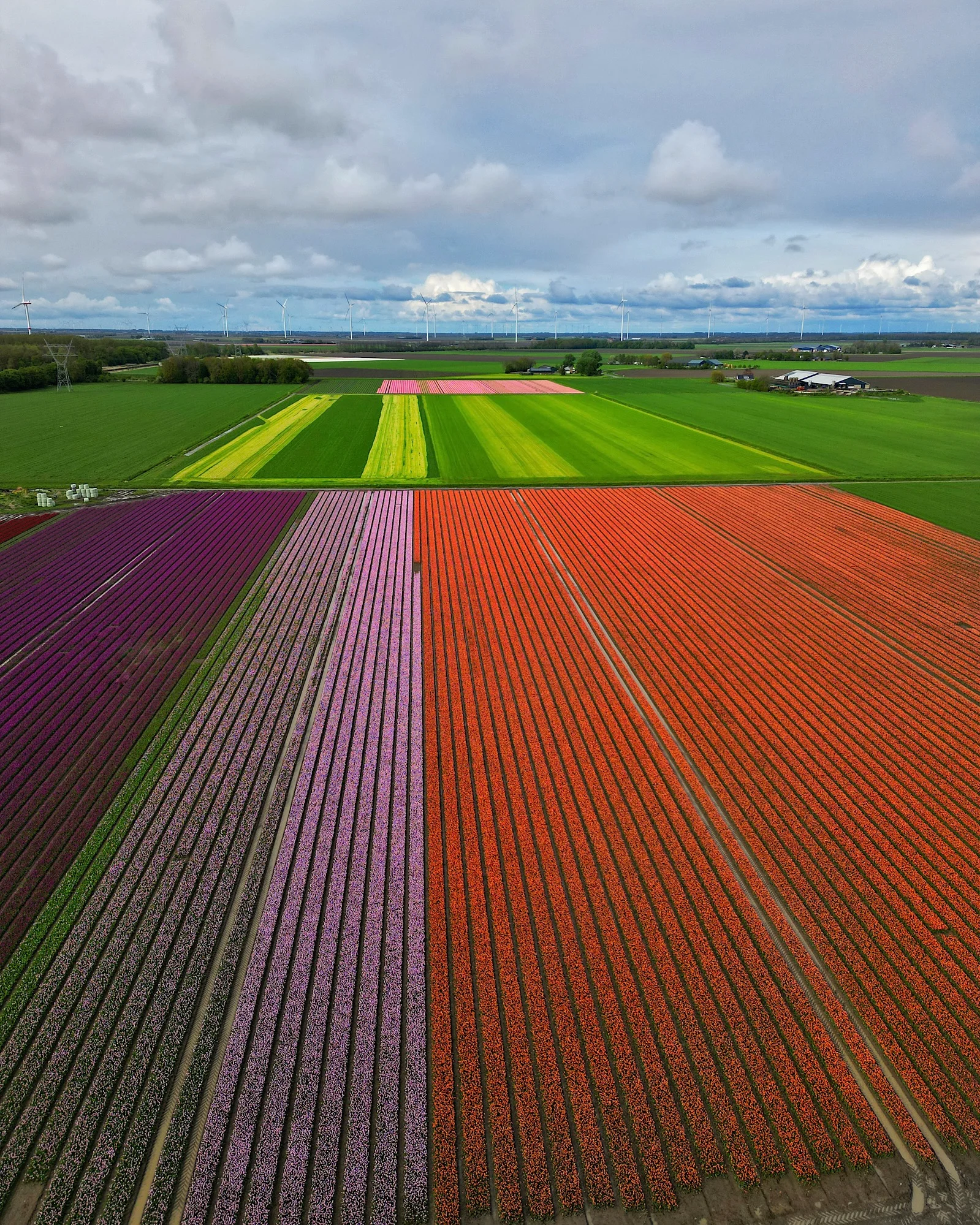 Top-down drone view of colorful tulip fields in orange, purple, pink, and yellow.