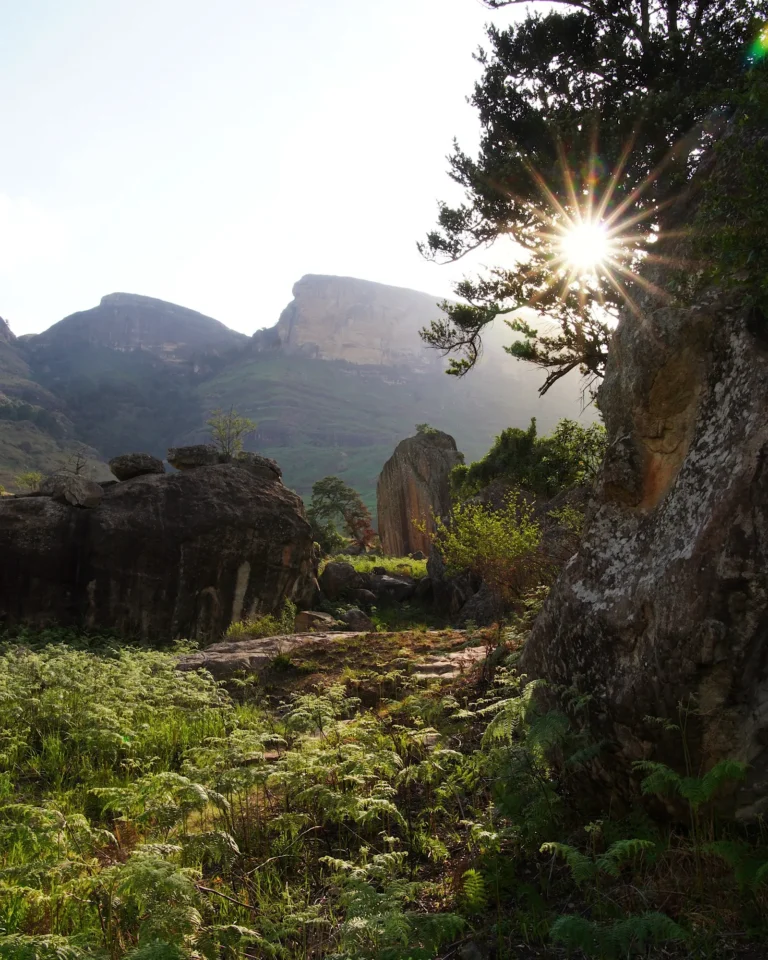 Rock formations in the Drakensberg surrounded by ferns with a sunstar appearing between the mountains.