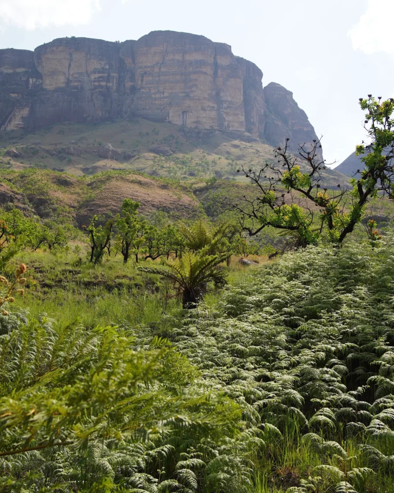 Large rock formation in the background with jungle-like, dense vegetation in the foreground.