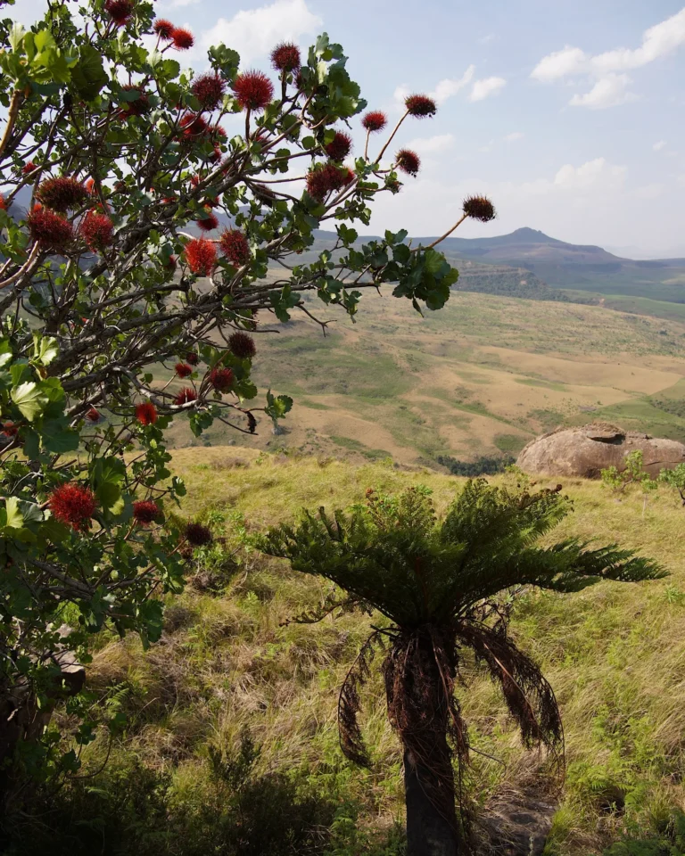A red-flowering bottlebrush shrub next to a palm tree in the Drakensberg mountains.