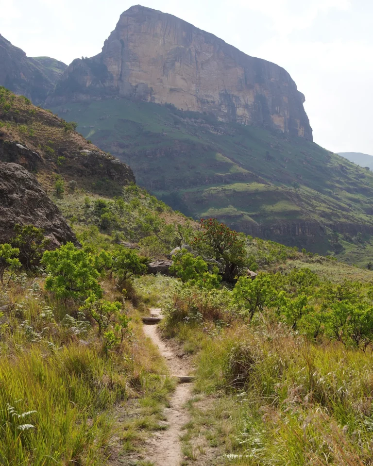 A narrow hiking trail between green shrubs leading towards a high mountain in the Drakensberg.