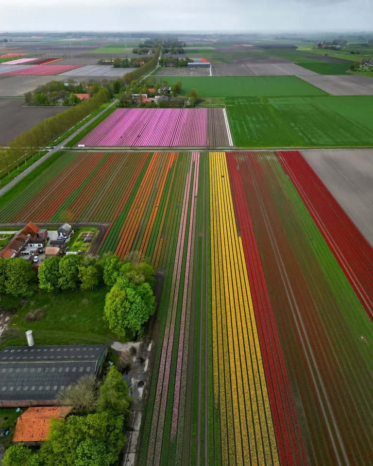 Hohe Drohnenaufnahme von Tulpenfeldern und einem Gehöft in der weiten Landschaft der Niederlande, Holland.