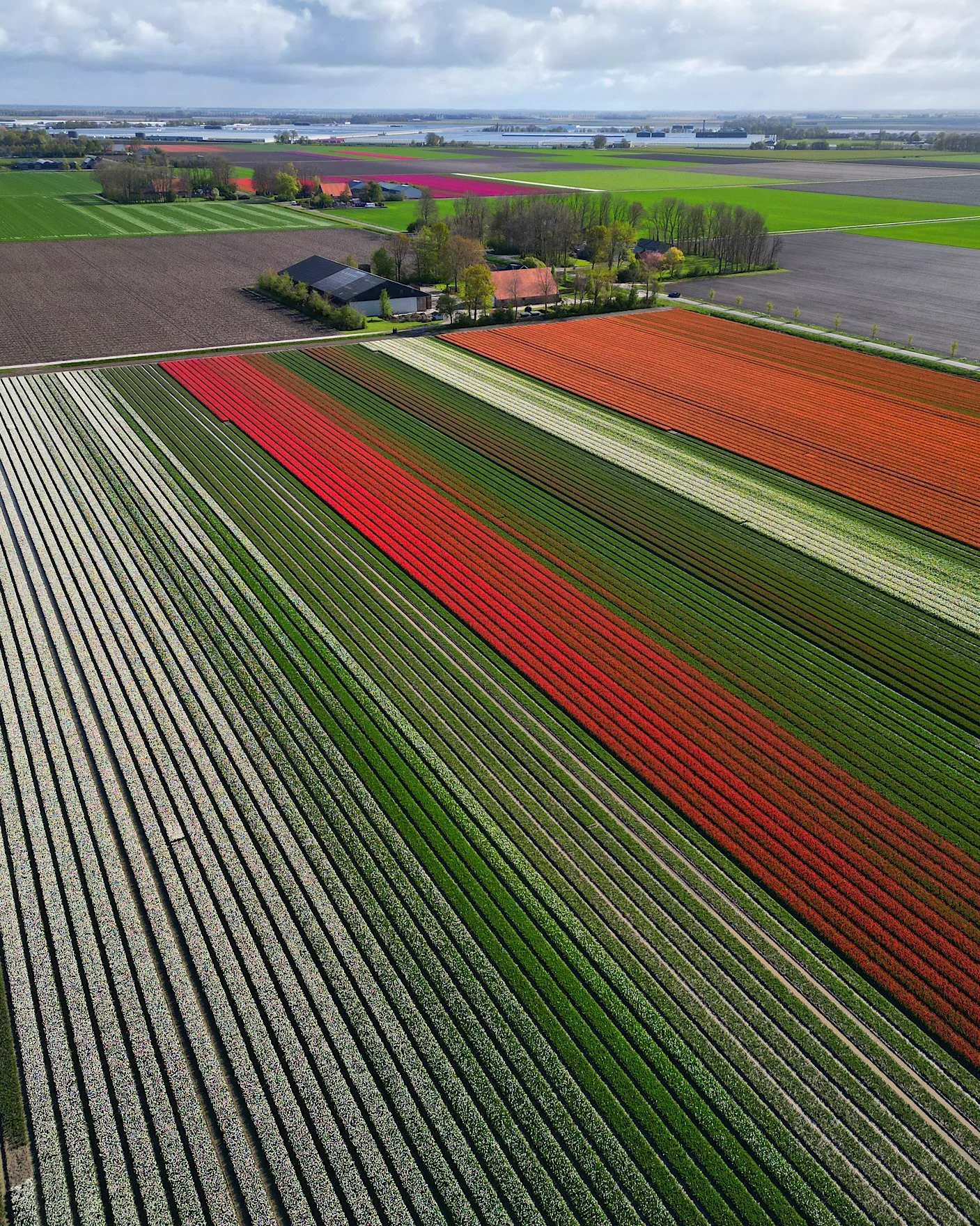 Aerial view of colorful tulip fields and already harvested areas in the netherlands.