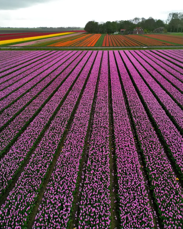 Drohnenaufnahme von riesigen pinken, gelben und roten Tulpenfeldern.
