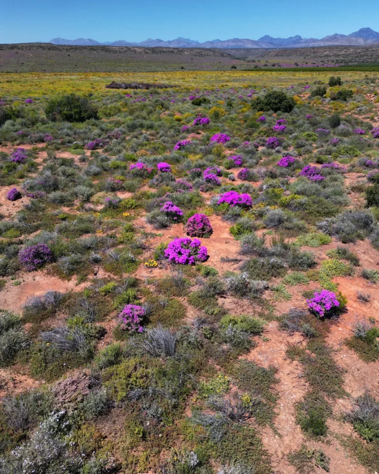 Drone view of the dry savanna in Oudtshoorn South Africa blooming in purple during September.