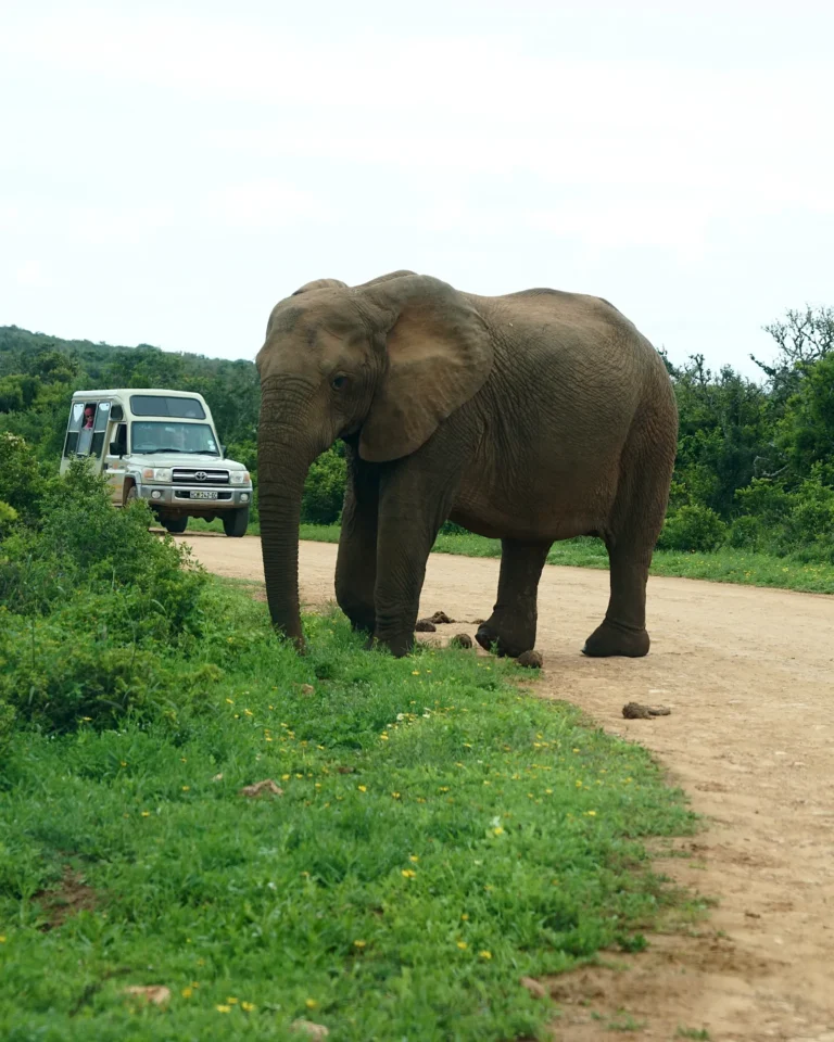 A giant elephant standing in the middle of the road in Addo Elephant Park with a car waiting behind.