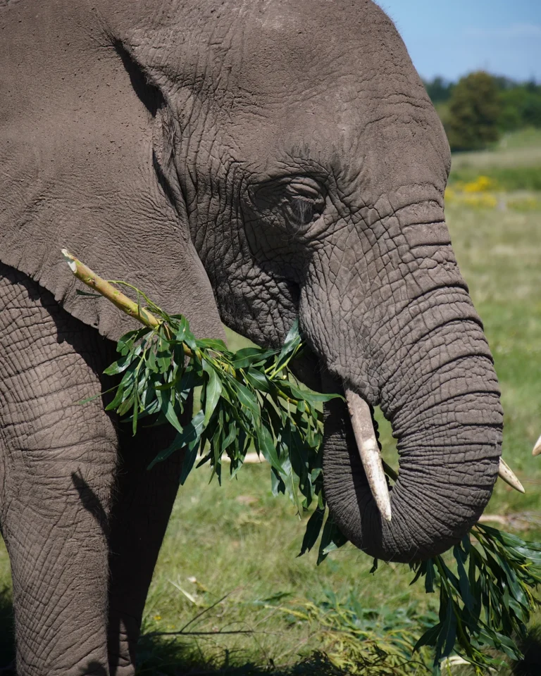 Relaxed elephant snacking on small trees at the Knysna Elephant Park.
