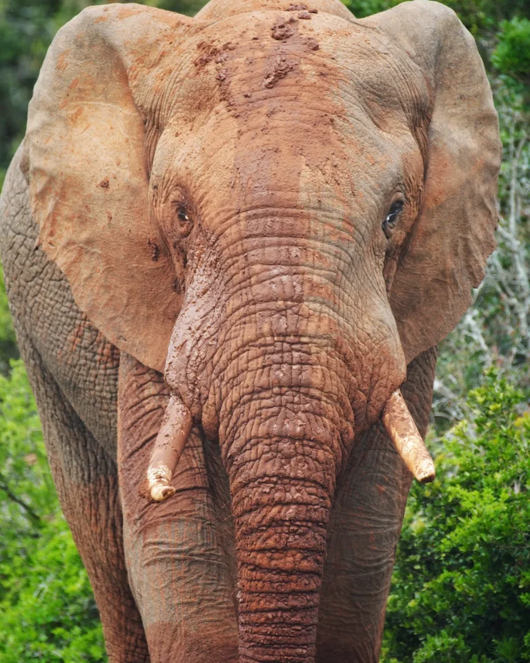Close-up of an elephant at Addo Elephant Park, covered in brown mud.