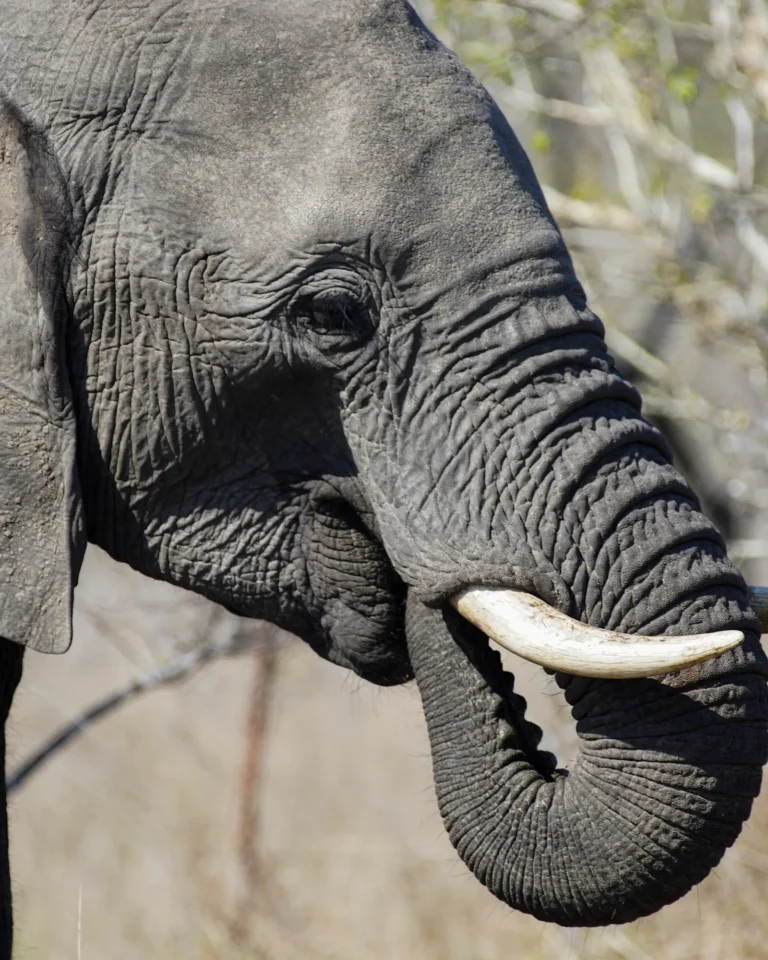 Close-up of an elephant's eye and tusks in Kruger NP.