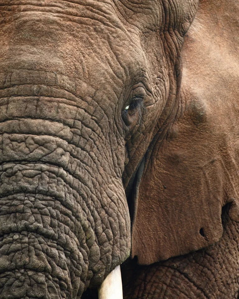 Close-up of an elephant in Addo Park with eyes and ears covered in brown mud.