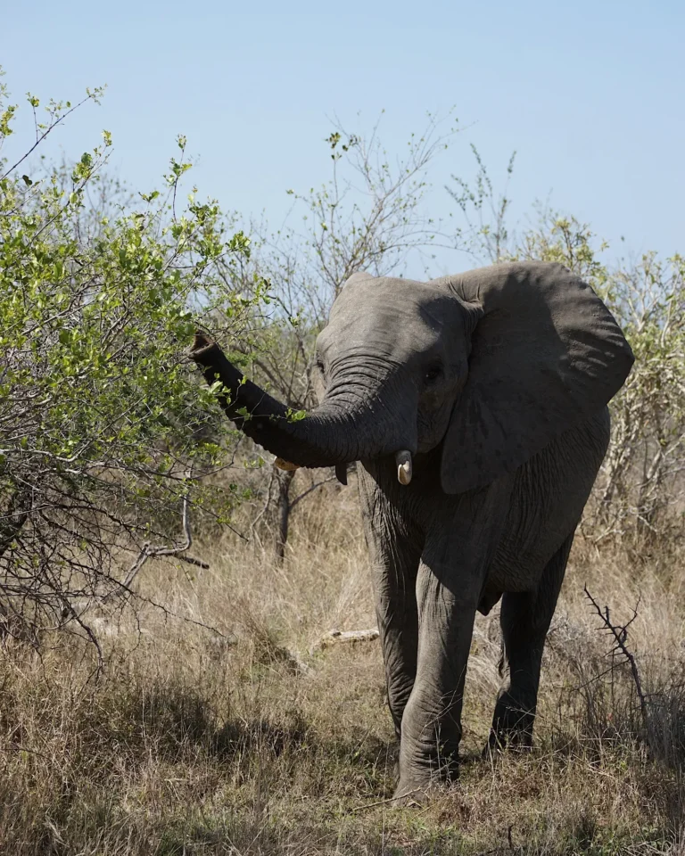 Close-up of an elephant in Kruger National Park with its trunk on a tree.
