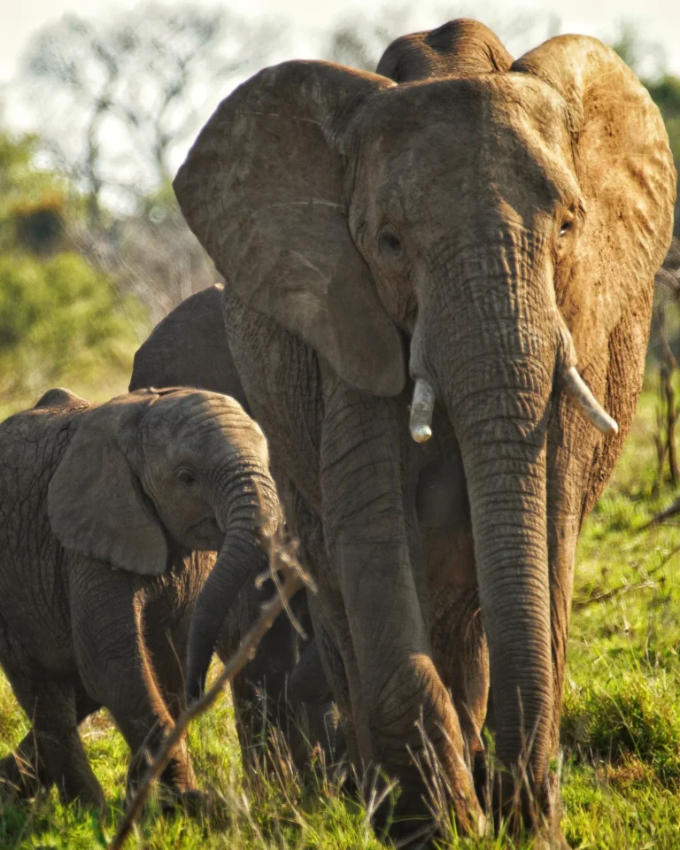 Close-up of an elephant mother and her baby in Kruger National Park.
