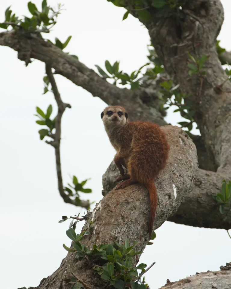 A meerkat sitting on a branch keeping watch in Addo Elephant Park.