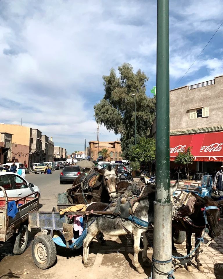A donkey in the streets of the Marrakech Medina.