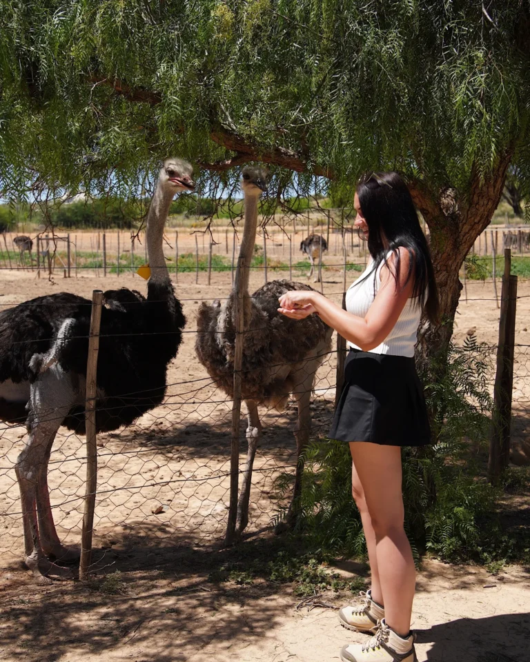 A young woman feeding ostriches by hand during summer at Highgate Ostrich Show Farm.