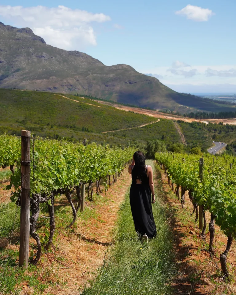 Woman in a black dress viewed from behind standing in a green vineyard overlooking the valley in South Africa.