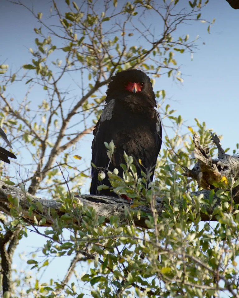 Close-up of a Bateleur eagle on a tree in Kruger National Park.