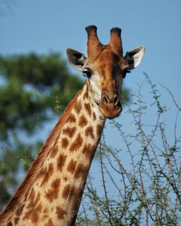 Close-up portrait of a giraffe looking directly into the camera, Kruger National Park.