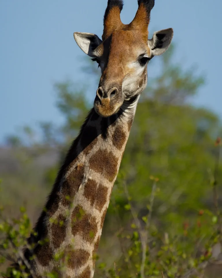 Close-up of a giraffe in Kruger National Park.