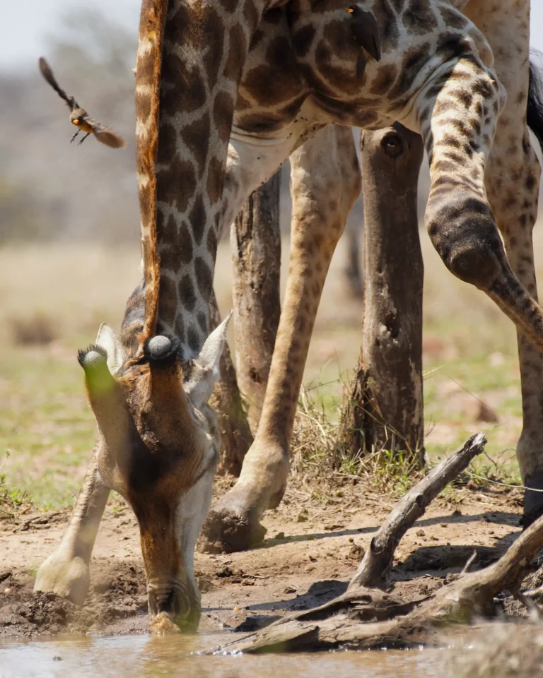 A giraffe drinking at a waterhole in Kruger National Park.