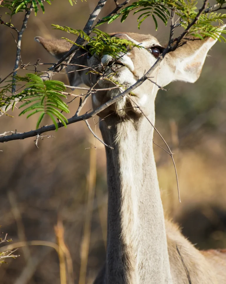 Close-up of a Greater Kudu eating shrubs during a safari at Mabula.