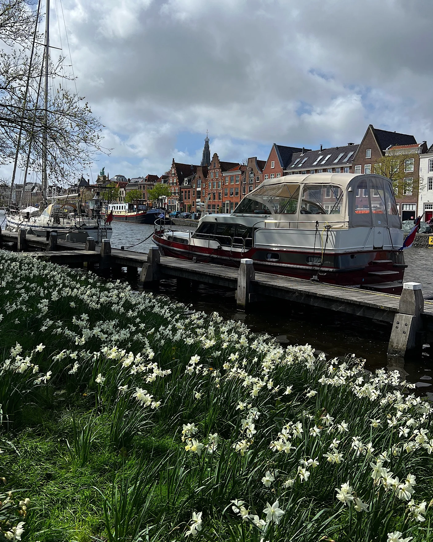 Haarlem harbor with boats in the background and white daffodils in the foreground.
