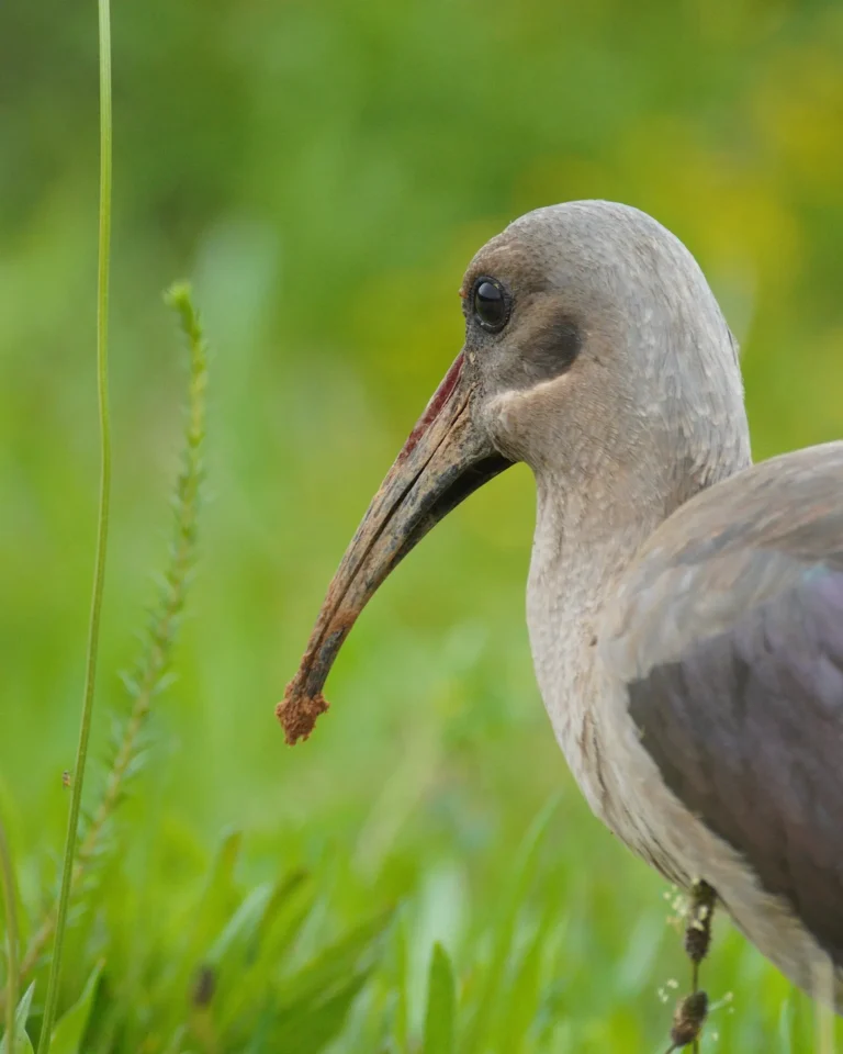 Close-up of a Hadeda Ibis on a green savannah meadow in Addo Elephant National Park.