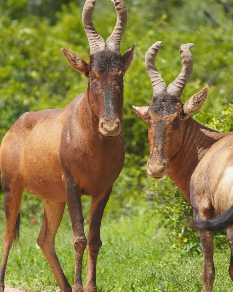 Two male hartebeests looking into the camera after a fight in Addo Elephant Park.