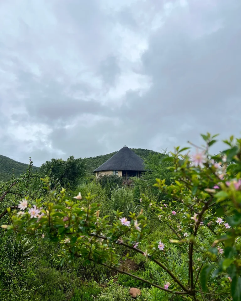 Round-built hut with a thatched roof at Nyathi Rest Camp, Addo, with pink flowers in the foreground.