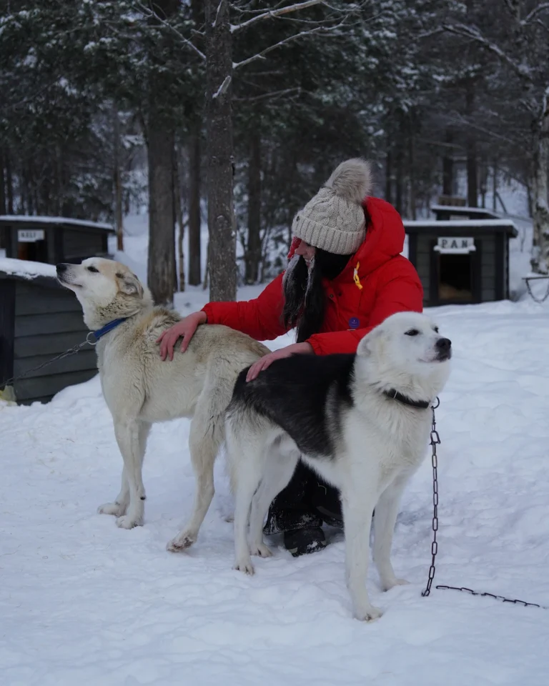 A woman petting sled dogs after a husky safari with Hetta Huskies in the snow of Lapland, Finland.
