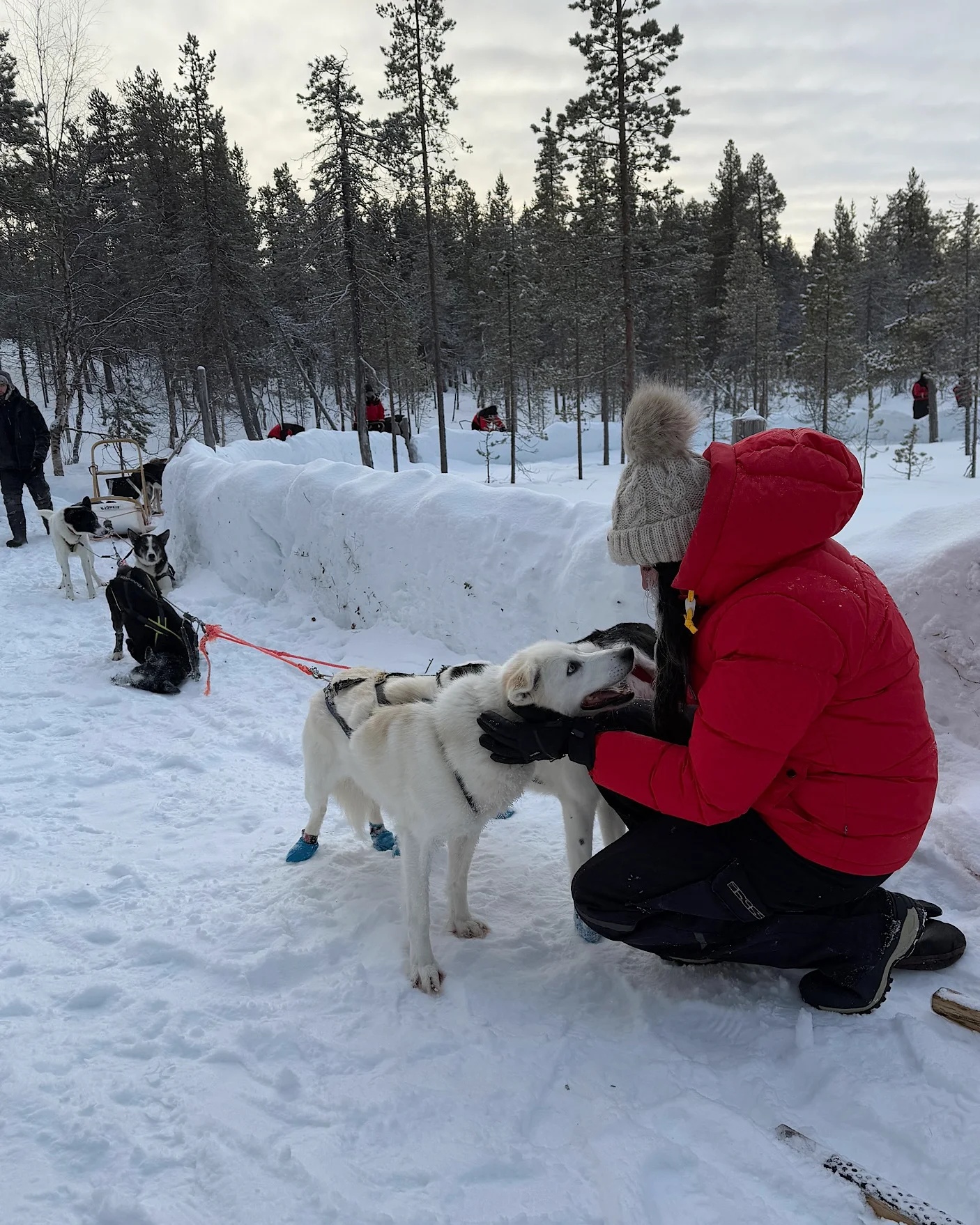 Eine Frau streichelt freundliche Huskys während einer Pause bei einer Schlittenfahrt in Lappland.