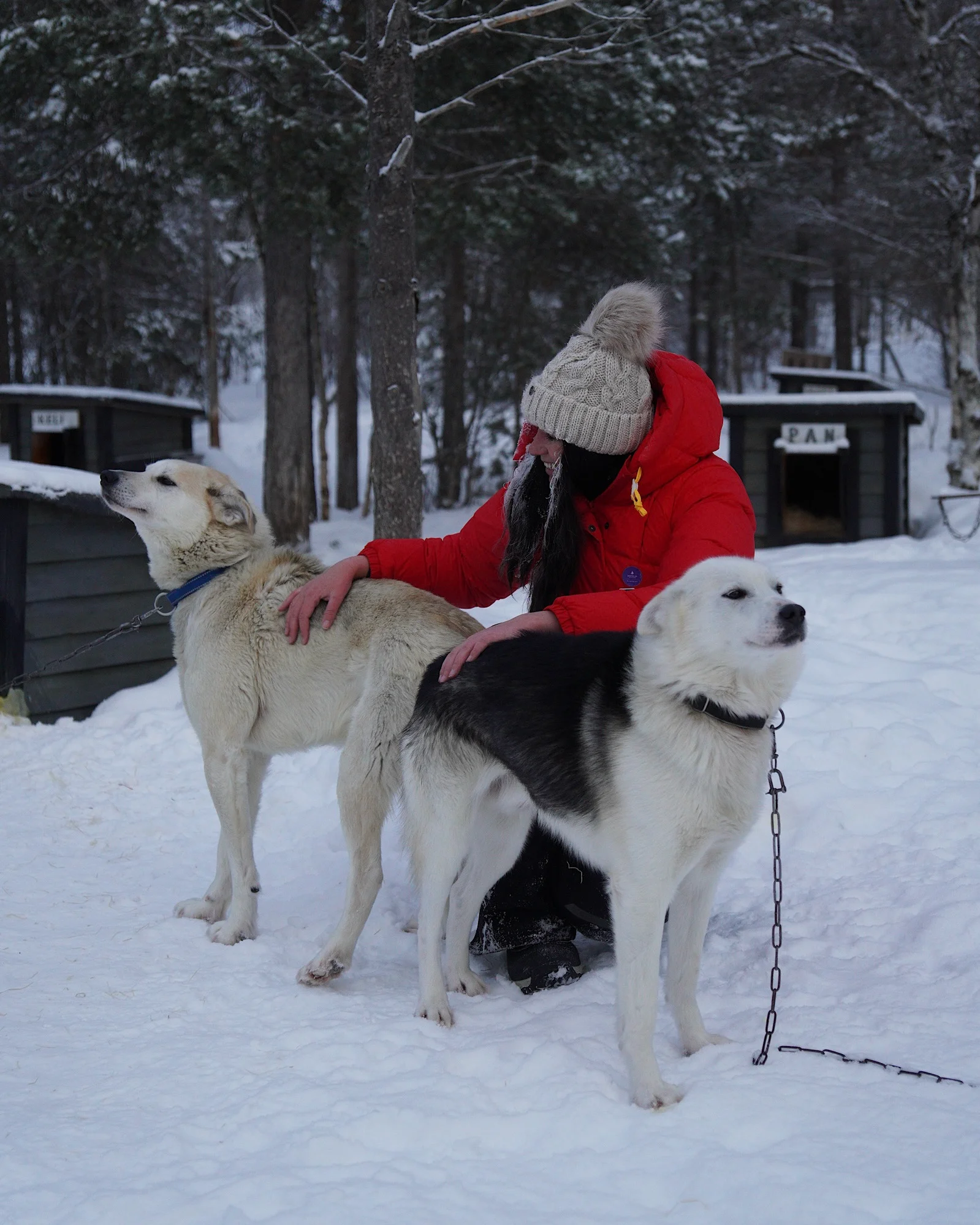 Eine Frau streichelt Huskys im Schnee nach einer Schlittenfahrt bei Hetta Huskies in Lappland.