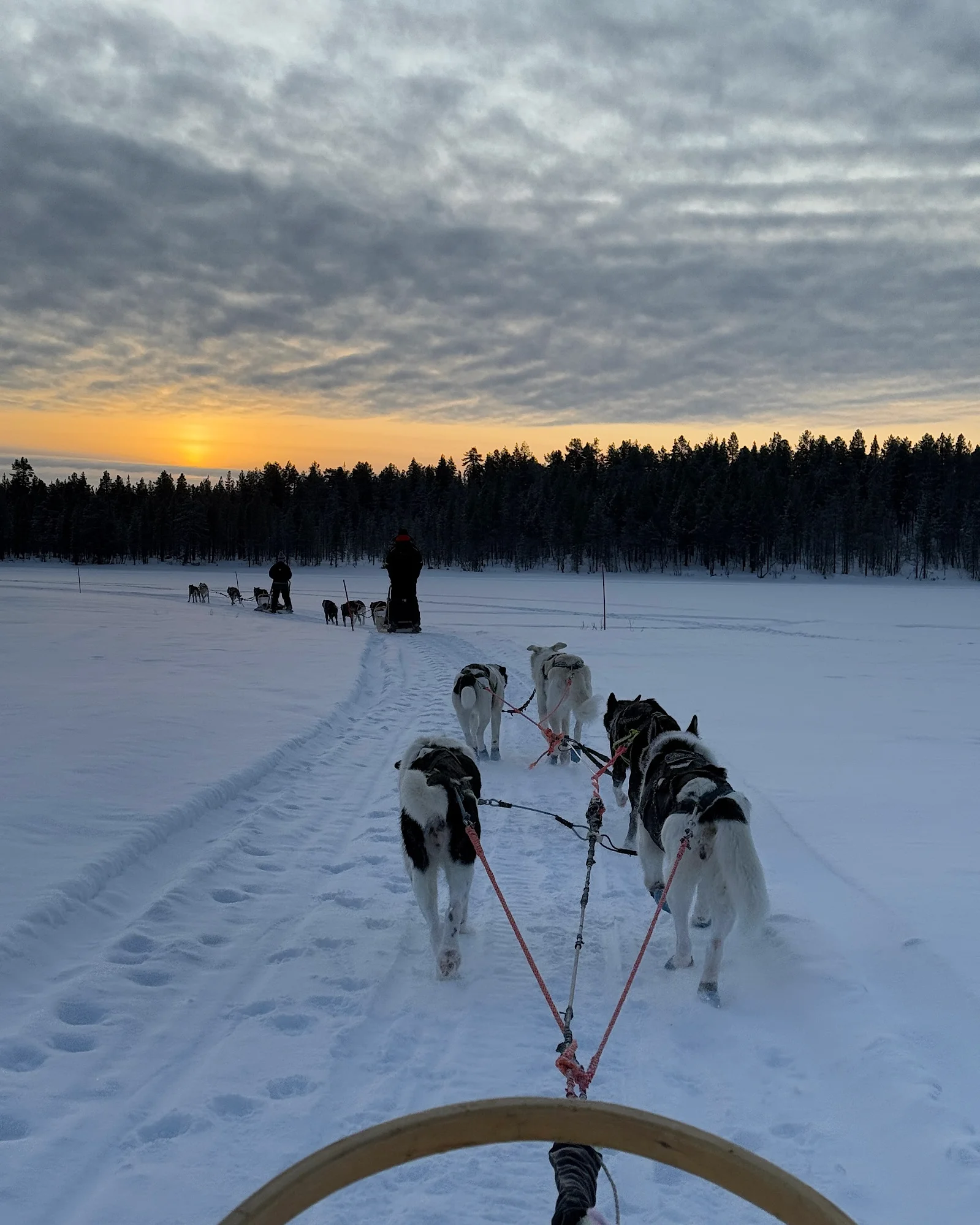 Husky-Gespann zieht einen Schlitten durch die verschneite Waldlandschaft bei Hetta Huskies in Lappland.