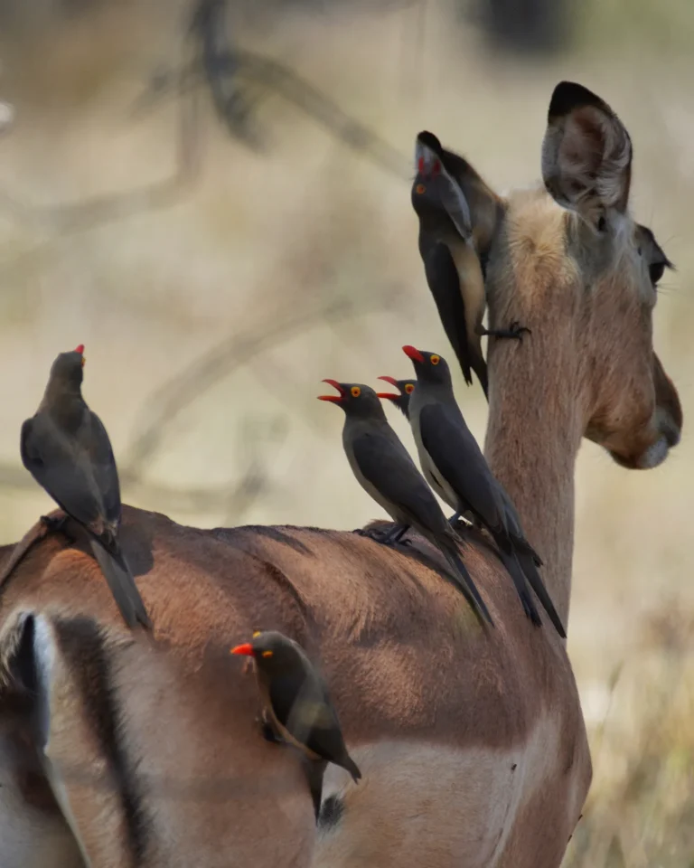 Several Red-billed Oxpeckers on an Impala in Kruger National Park.
