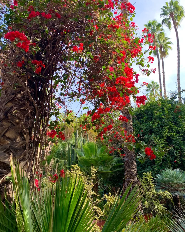 Red bougainvillea bloom at Jardin Majorelle Marrakech.