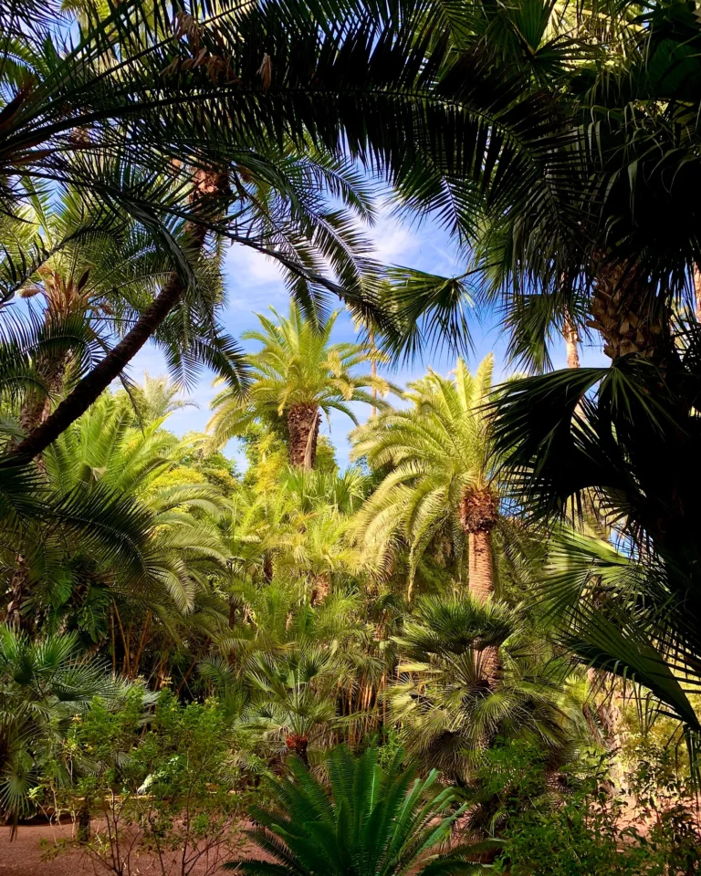 Dense palm forest at Jardin Majorelle in Marrakech.