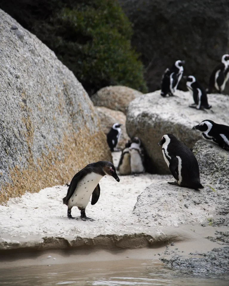 Young penguin with spotted white belly walking towards the water at Boulders Beach.