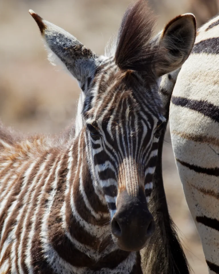 Close-up of a young zebra in Kruger National Park.