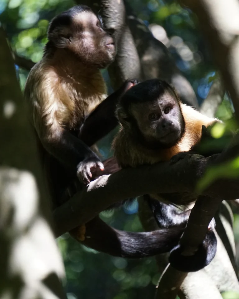 Close-up of tufted capuchin monkeys at Monkeyland South Africa.