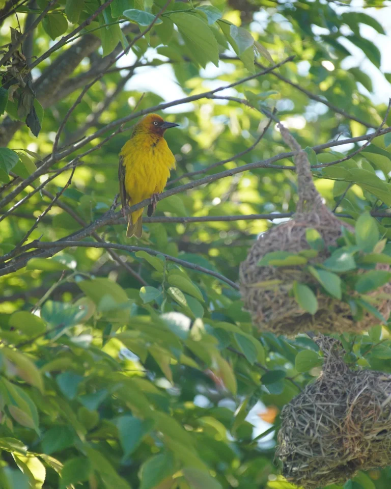A Cape Weaver bird sitting in a tree above two hanging woven nests.