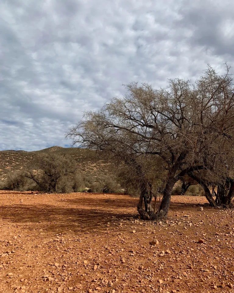 Dry earth and thorn bushes in Paradise Valley Morocco.