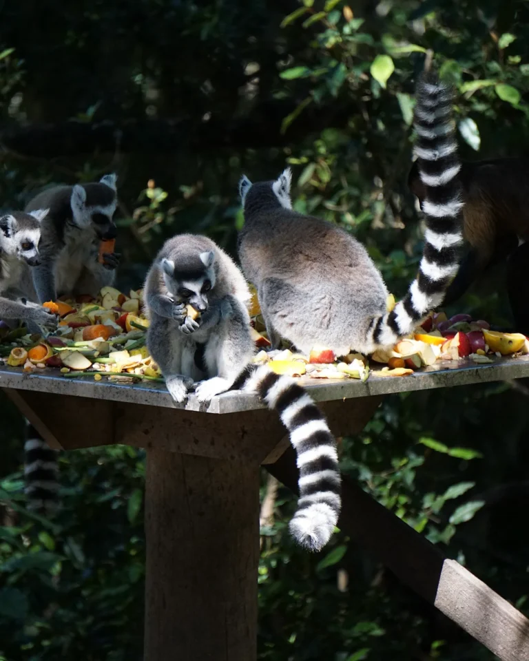 Group of ring-tailed lemurs on a table filled with fruit at Monkeyland South Africa.