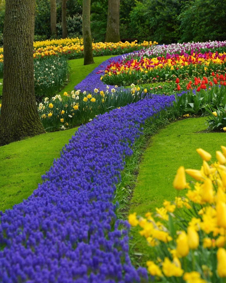 Kunstvoll gestaltetes Tulpenbeet im Keukenhof mit geschwungenen blauen Traubenhyazinthen.