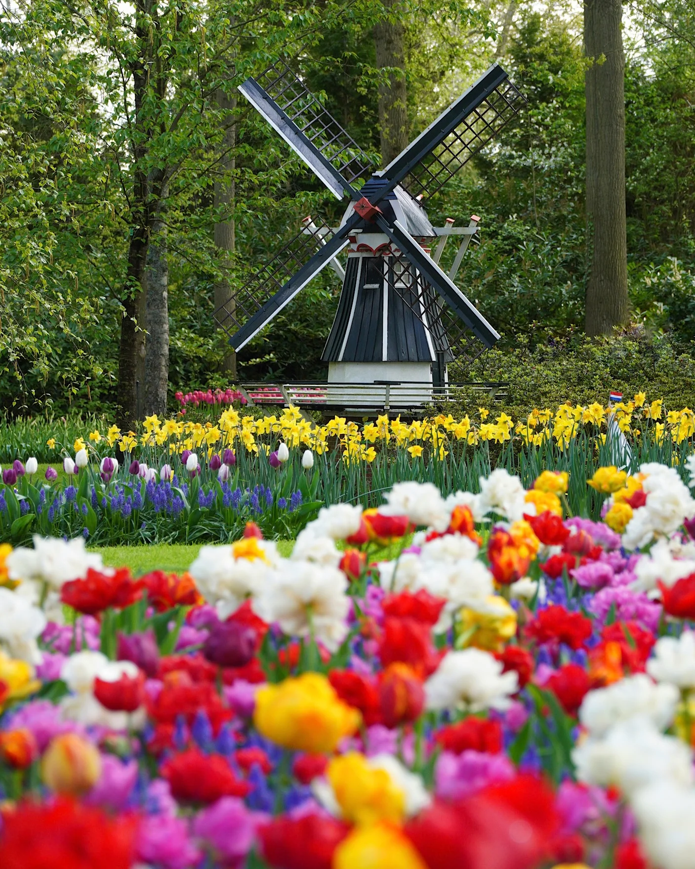 Many colorful tulips in Keukenhof with a typical Dutch windmill in the background.